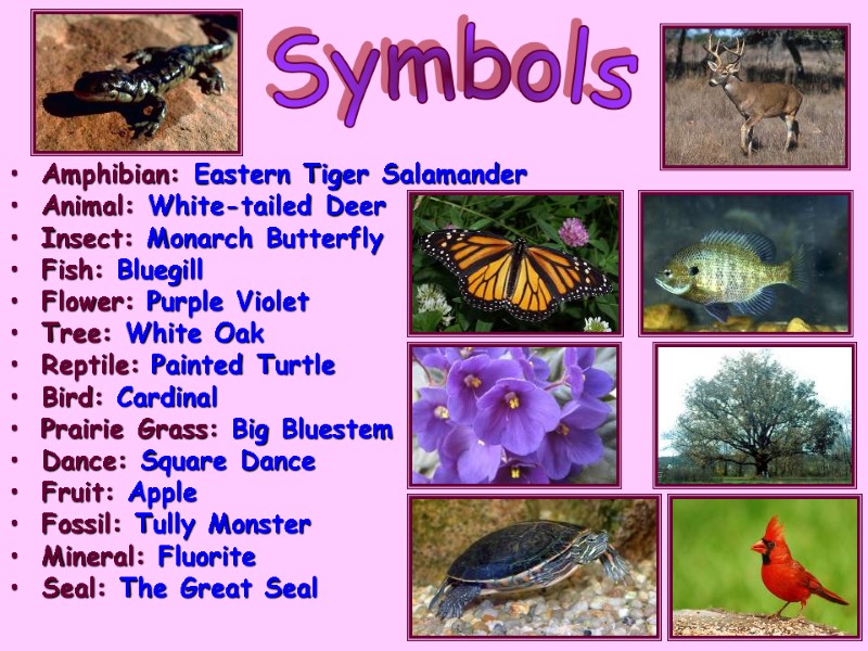 Amphibian: Eastern Tiger Salamander Animal: White-tailed Deer  Insect: Monarch Butterfly Fish: Bluegill 